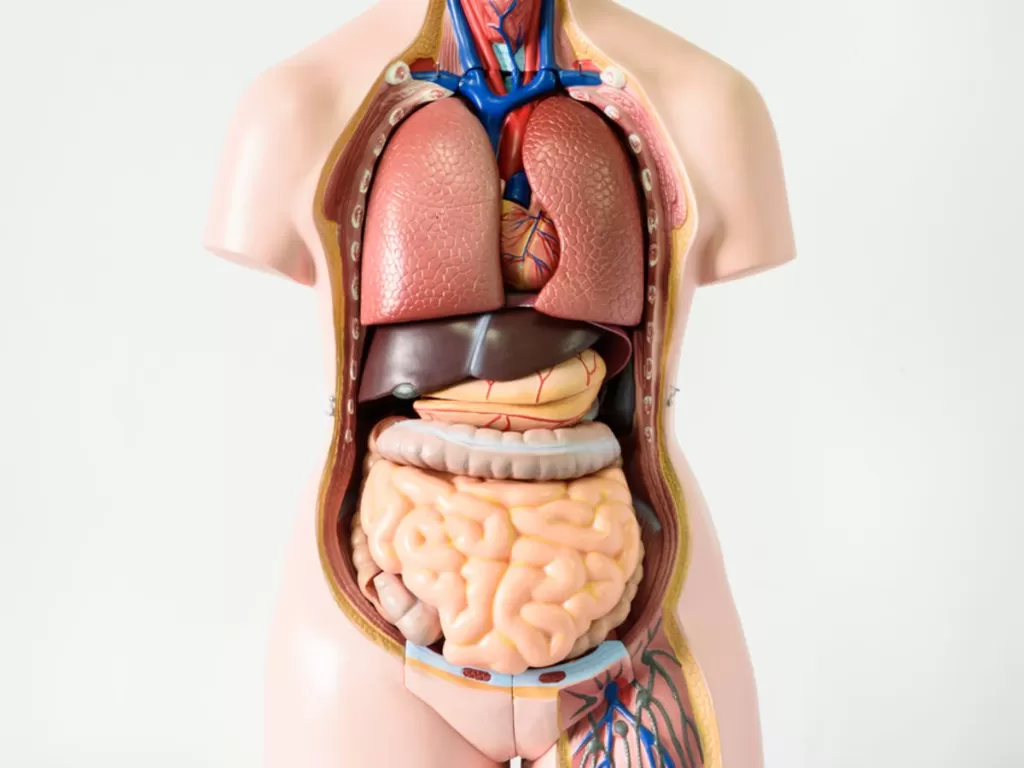 7 Mekanisme Organ Tubuh Manusia Keterangan dan Terbaru